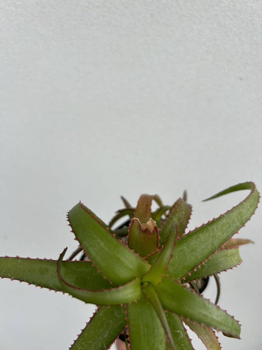 Aloe bruynsii マダガスカル産小型アロエ　カキコ自根_画像5
