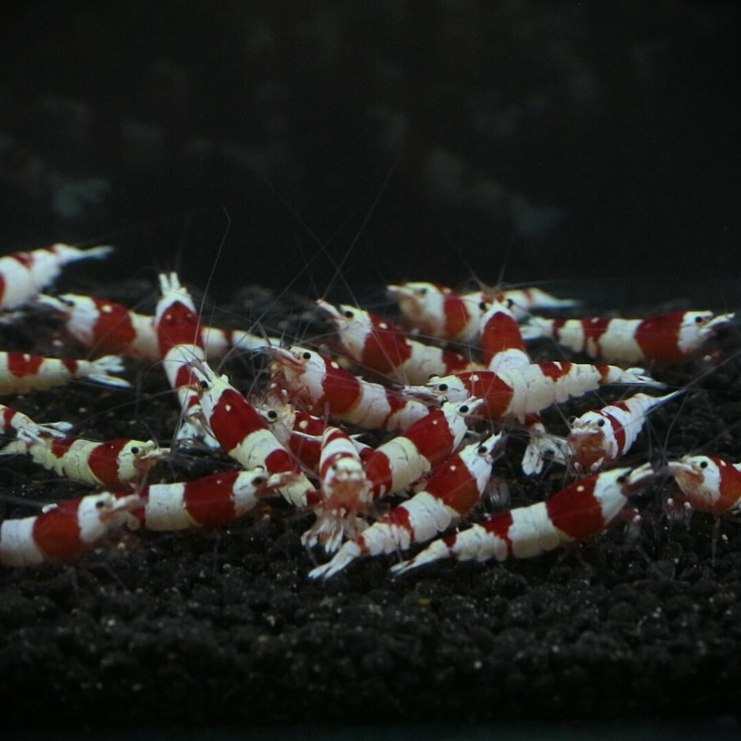  pictured individual 30 pcs bee shrimp red 