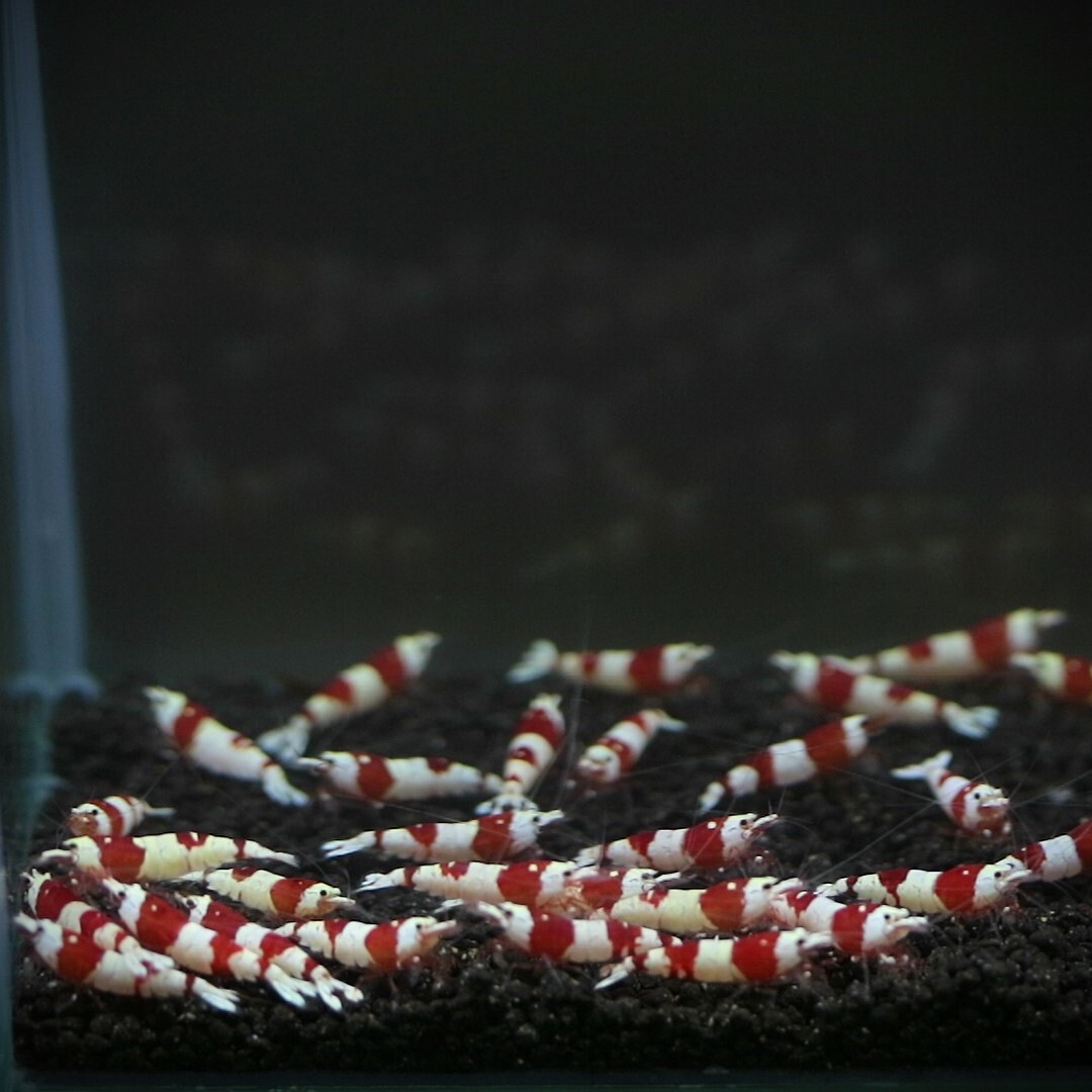  pictured individual 30 pcs bee shrimp red 