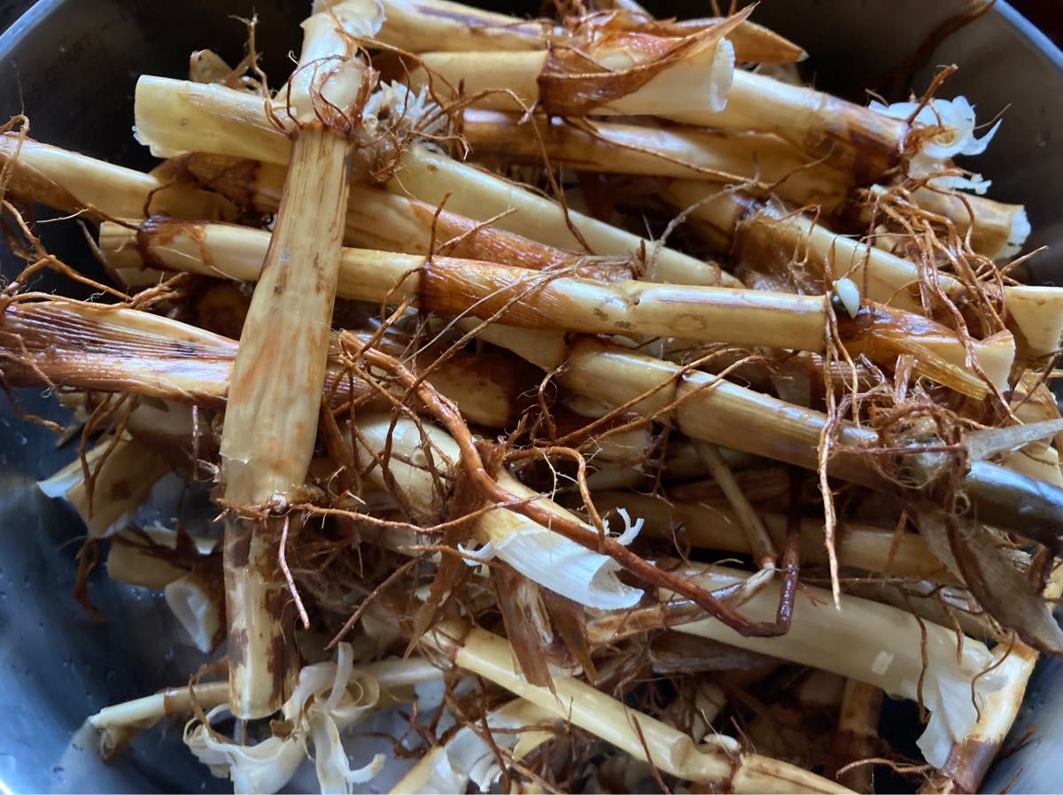 3/31まで値下げ【芽出し用】生の真菰(まこも)の根っこ100g