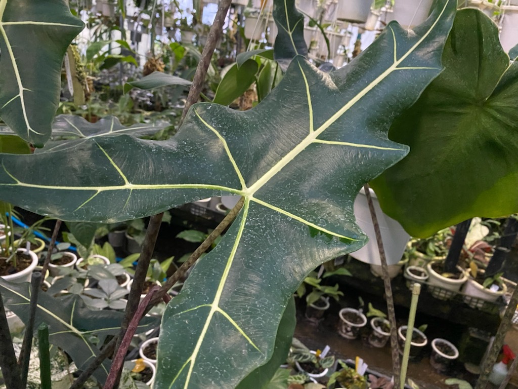 ＫＮ　フィリピン野生交雑種！　アロカシア(クワズイモ属）　‘サリアン‘（ALOCASIA `SALIAN`）　　　0.8Ｍ以下_写真２も参考・・・