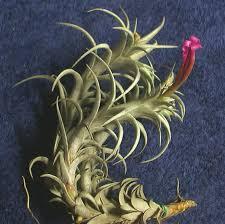 ＫＮ　アルゼンチン山採り株！　ティランジア　フリーシー（TILLANDSIA FRIESII）　　　0.8Ｍ以下　_写真１は参考・・・