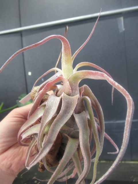 ＫＮ　１円！　ティランジア　ストレプトフィラ　‘レッドクローン‘（TILLANDSIA STREPTOPHYLLA `RED CLONE`）　　　0.8Ｍ以下_画像1