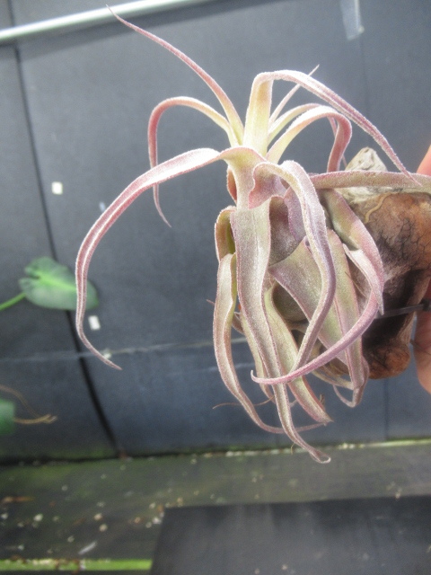 ＫＮ　１円！　ティランジア　ストレプトフィラ　‘レッドクローン‘（TILLANDSIA STREPTOPHYLLA `RED CLONE`）　　　0.8Ｍ以下_画像4