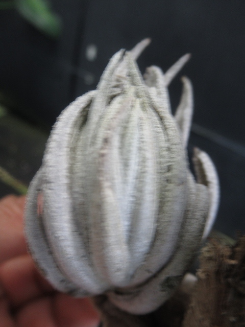 ＫＮ ブラジル山採り ティランジア カルミネア（TILLANDSIA CARMINEA）   0.8Ｍ以下の画像2