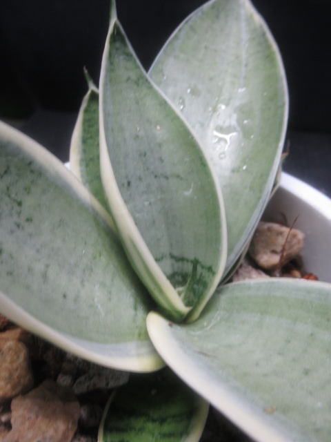 ＫＮ サンスベリア ‘ハーニーシルバーホワイトエッジ‘（SANSEVIERIA trifasciata `HAHNII SILVER WHITE EDGE`）   0.8Ｍ以下の画像1