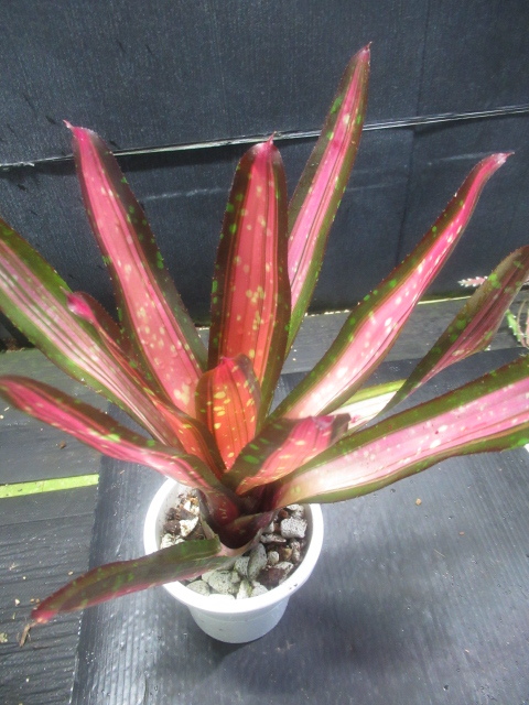 ＫＮ ネオレゲリア ハイブリッド ‘カハラドーン‘（NEOREGELIA hybrid `KAHALA DAWN`） ２鉢出品   0.8Ｍ以下の画像5