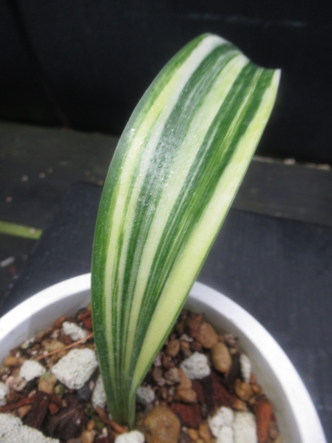 ＫＮ サンスベリア(チトセラン属） セネガンビカ ‘黄縞斑‘（SANSEVIERIA SENEGAMBICA `VARIEGATED`）   0.8Ｍ以下の画像2