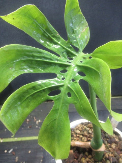 ＫＮ モンステラ デリシオーサ ‘コンパクタ 変異種‘（MONSTERA DELICIOSA `COMPACTA MUTATED SPECIES`）  0.8Ｍ以下の画像2