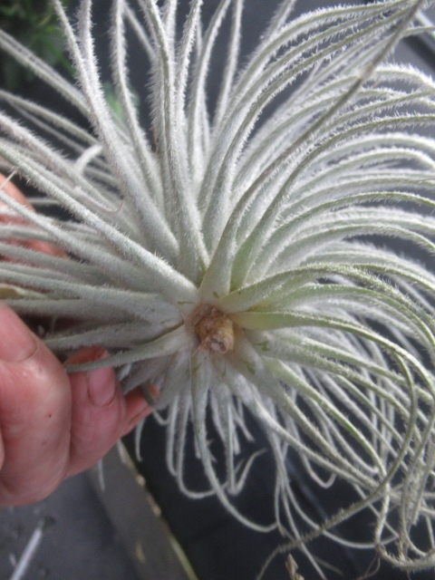 ＫＮ ティランジ テクトラム ‘スモール フォーム‘（TILLANDSIA TECTORUM `SMALL FORM`）    0.8Ｍ以下の画像5