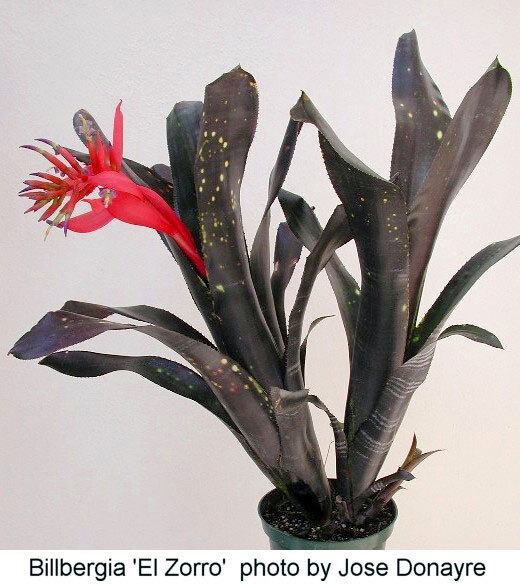 ＫＮ １円！ ビルベルギア(ツツアナナス属） ハイブリッド ‘エルゾロ‘（BILLBERGIA hybrid `EL ZORRO`）    0.8Ｍ以下の画像1