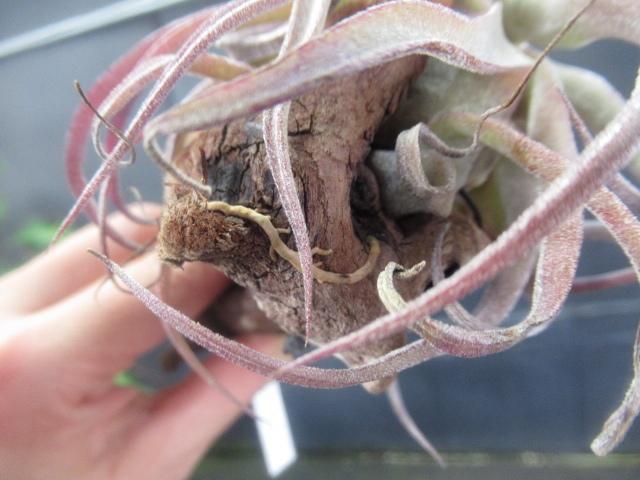 ＫＮ　１円！　ティランジア　ストレプトフィラ　‘レッドクローン‘（TILLANDSIA STREPTOPHYLLA `RED CLONE`）　　　0.8Ｍ以下_画像5