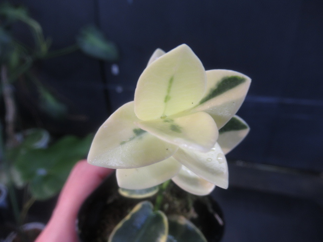 ＫＮ　１円！　ホヤ(サクララン属）　クミンギアーナ　‘バリエゲイテッド‘（HOYA CUMINGIANA `VARIEGATED`）　　　　0.8Ｍ以下_画像3