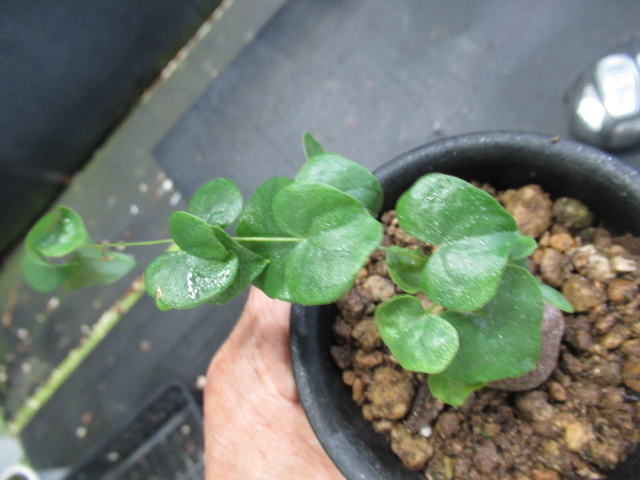 ＫＮ　１円！　アフリカ亀甲竜　ディオスコレア　エレファンティペス（DIOSCOREA ELEPHANTIPES）　　　　0.8Ｍ以下_画像3