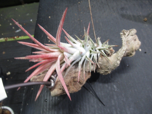 ＫＮ　1円！　ティランジア　イオナンタ　バンハイニンギー（ラージ）（TILLANDSIA IONANTHA　VANHYNINGII (large) ）　　　0.8Ｍ以下_画像6