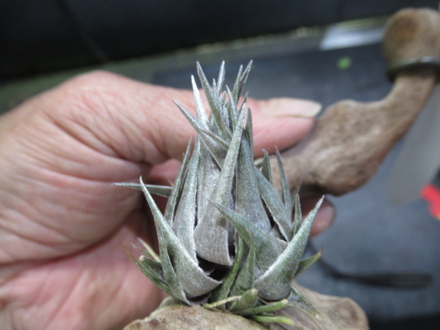 ＫＮ　１円！　ティランジア　カウツキー（Tillandsia 　kautskyi）　　　0.8Ｍ以下_画像2