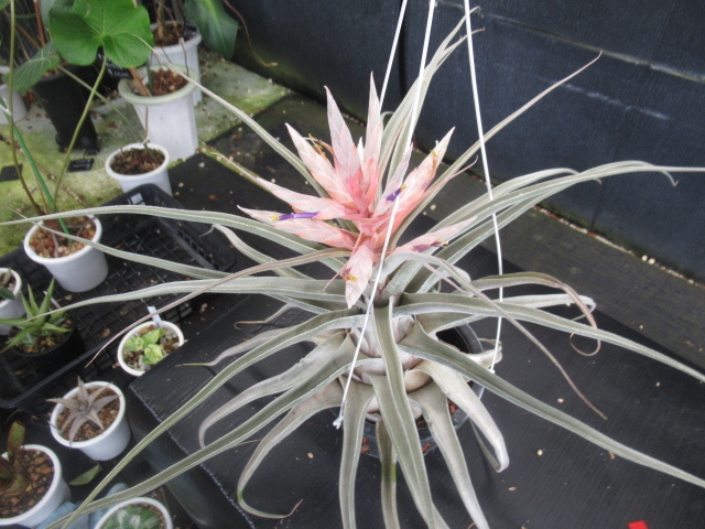 ＫＮ １円！ ティランジア ハイブリッド `ルシール`（TILLANDSIA hybrid `LUCILLE`）   1.2Ｍ以下の画像7