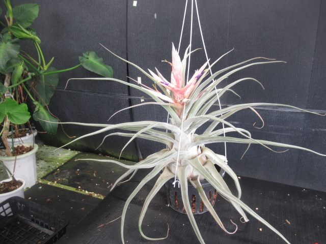 ＫＮ １円！ ティランジア ハイブリッド `ルシール`（TILLANDSIA hybrid `LUCILLE`）   1.2Ｍ以下の画像2