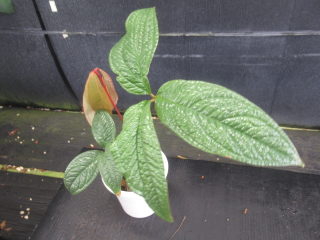 ＫＮ　テンナンショウモドキ　アンスリューム　アリサエモイデス（ANTHURIUM ARISAEMOIDES）　　　　0.8Ｍ以下_画像5