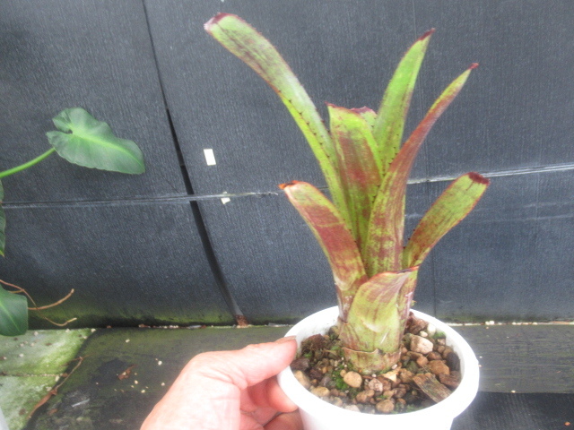 ＫＮ　エクメア(サンゴアナナス属）　ヌディコーリス　ルブラ（AECHMEA NUDICAULIS var, RUBRA）　　　0.8Ｍ以下_画像8