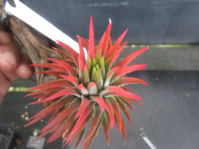 ＫＮ　１円！　ティランジア　イオナンタ　‘アプレタード　BRT‘（TILLANDSIA IONANTHA `APRETADO BRT`）　　　0.8Ｍ以下_画像3