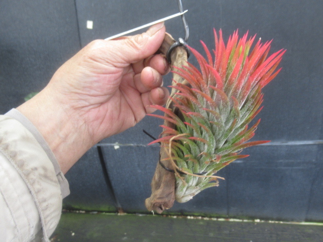 ＫＮ　１円！　ティランジア　イオナンタ　‘アプレタード　BRT‘（TILLANDSIA IONANTHA `APRETADO BRT`）　　　0.8Ｍ以下_画像1