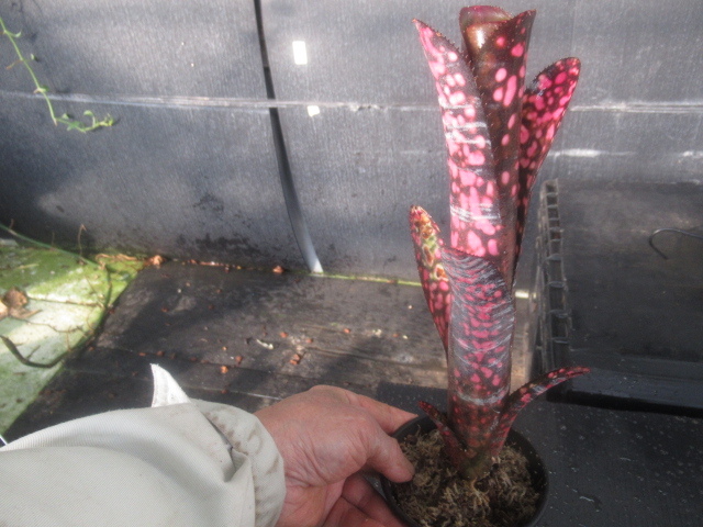 KN Bill bell механизм * in sentia Lee te свет *(BILLBERGIA hybrid `INCENDIARY DELIGHT`) 2 горшок лот 0.8M и меньше 