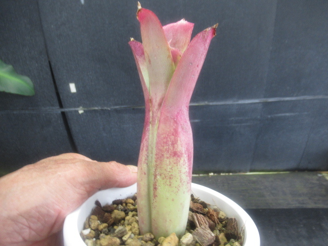 KN 1 иен! Neo rege задний bahi дыра * красный пена *(NEOREGELIA BAHIANA `RED FORM`) 0.8M и меньше 