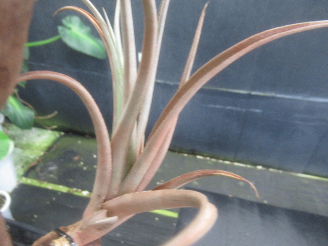 ＫＮ アルゼンチン山採り株！ ティランジア フリーシー（TILLANDSIA FRIESII）   0.8Ｍ以下 の画像8