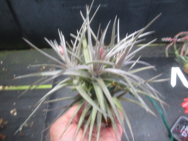 KN 1 иен!ti Ran jiaa Elan tos* Large пена *(TILLANDSIA AERANTHOS `large form`) 0.8M и меньше 