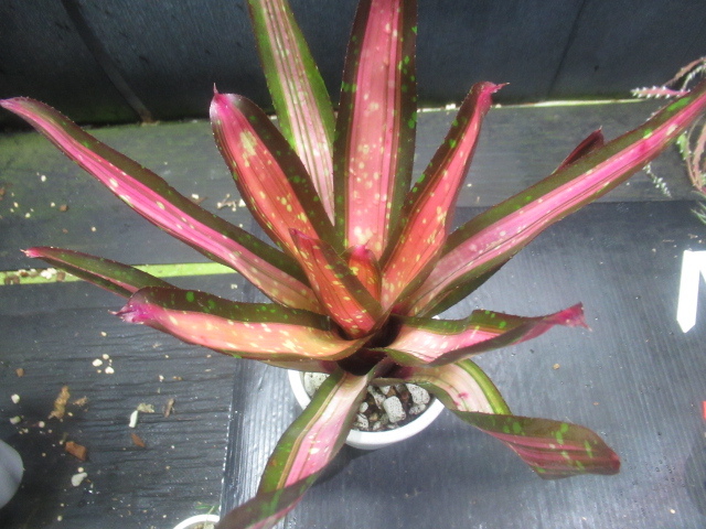 ＫＮ ネオレゲリア ハイブリッド ‘カハラドーン‘（NEOREGELIA hybrid `KAHALA DAWN`） ２鉢出品   0.8Ｍ以下の画像1