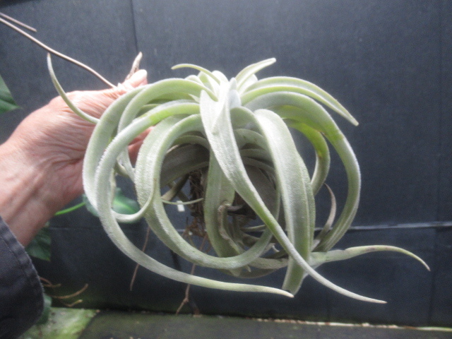 ＫＮ ティランジア ラティフォリア レウコフィラ（TILLANDSIA LATIFOLIA var, LEUCOPHYLLA）    0.8Ｍ以下の画像3