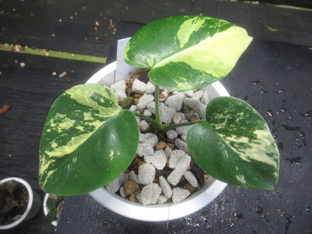 ＫＮ　モンステラ(ホウライショウ属）　デリシオーサ　‘イエローマリリン‘（MONSTERA DELICIOSA `YELLOW MARILYN`）　　　0.8Ｍ以下_画像2