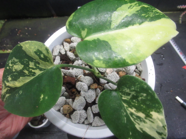 ＫＮ モンステラ(ホウライショウ属） デリシオーサ ‘イエローマリリン‘（MONSTERA DELICIOSA `YELLOW MARILYN`）   0.8Ｍ以下の画像6