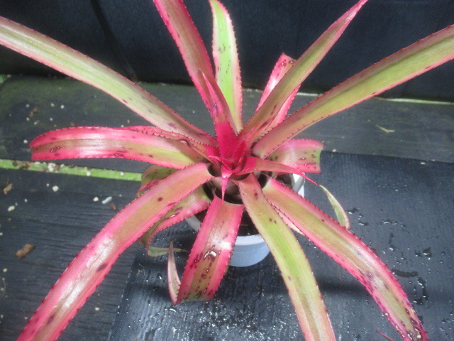 ＫＮ ネオレゲリア ペンデューラ ‘アルボマルギネイテッド‘（NEOREGELIA PENDULA `Albo marginated`）   0.8Ｍ以下の画像2