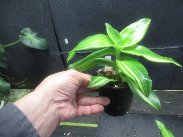 ＫＮ カリシア フラグランス ‘メルニコフ‘（CALLISIA FRAGRANS `MELNIKOFF`）２鉢出品     0.8Ｍ以下の画像4