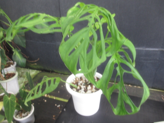 ＫＮ モンステラ(ホウライショウ属） ｓｐ．‘エスケレート‘（MONSTERA sp. `ESQUELETO`）   1.2Ｍ以下の画像4