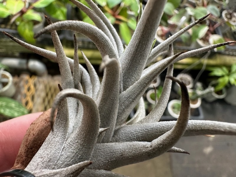 ＫＮ アルゼンチン山採り株！ ティランジア ゼッチェリー ゼッチェリー（TILLANDSIA ZECHERI var. ZECHRRI）   0.8Ｍ以下の画像3