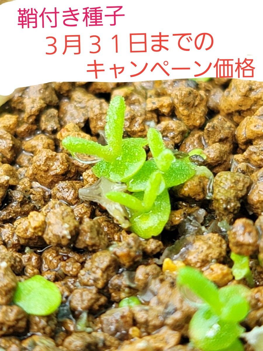 塊根植物　メストクレマ　マクロリズム　鞘付き種子　１０個+２（補償）　コーデックス