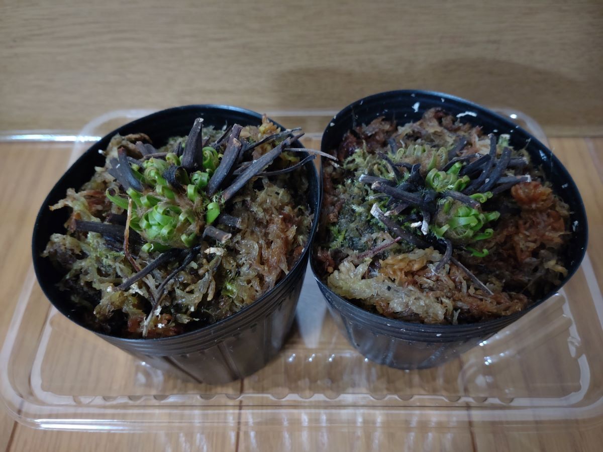 食虫植物　アオイトバモウセンゴケ2鉢セット_画像1