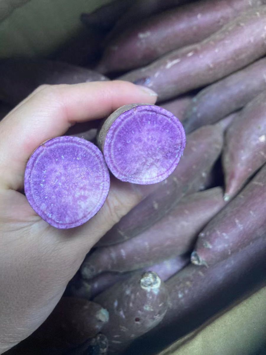  Chiba prefecture production purple corm ........ box included 1.3Kg