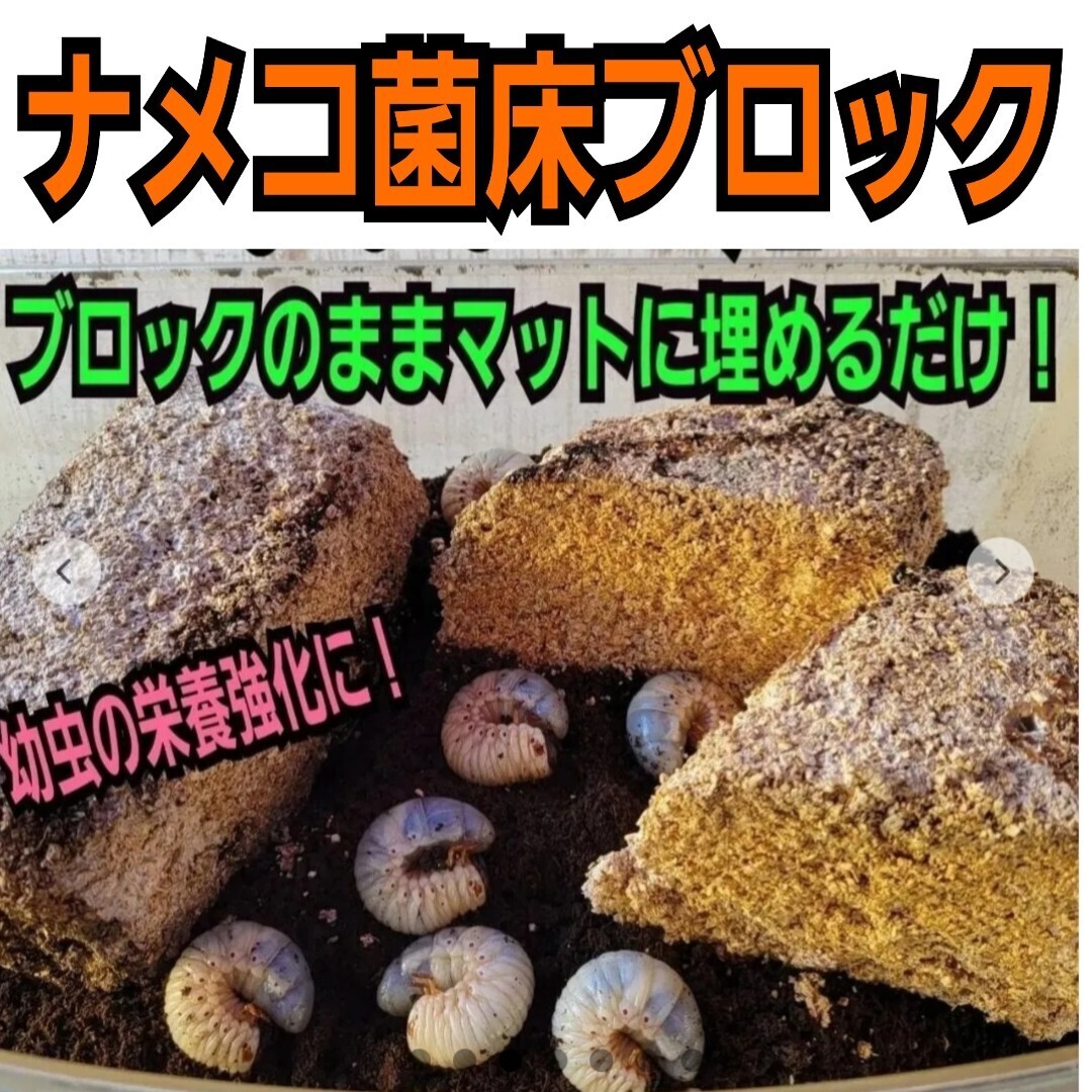 ナメコ菌床ブロック【10個セット】　クヌギ100％原料使用　カブトムシ幼虫の栄養補給にバック！マットにブロックのまま埋めるだけでOK！_画像3