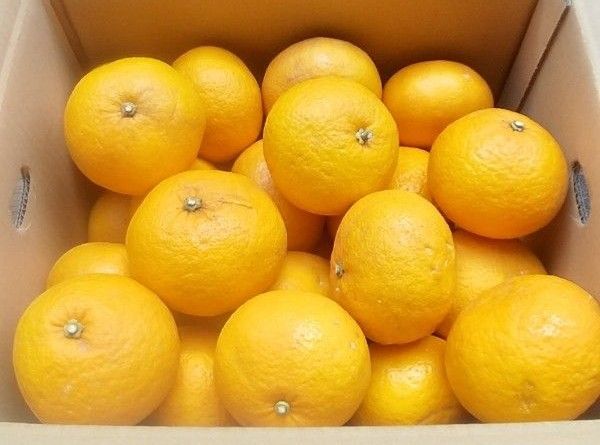 静岡  柑橘  みかん 家庭用 駿河甘夏 10kg