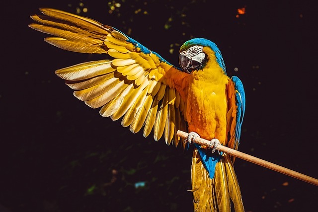 1円 画像 即決 素材 データ ダウンロード すぐに 相互 鳥 生き物 32_画像1