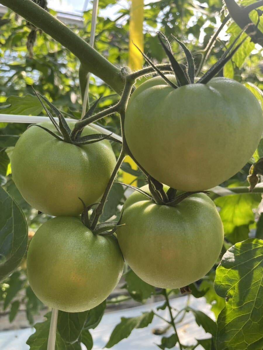 静岡県産 中玉 フルーツトマト　1.2kg 農家直送 産地直送 減農薬_画像2