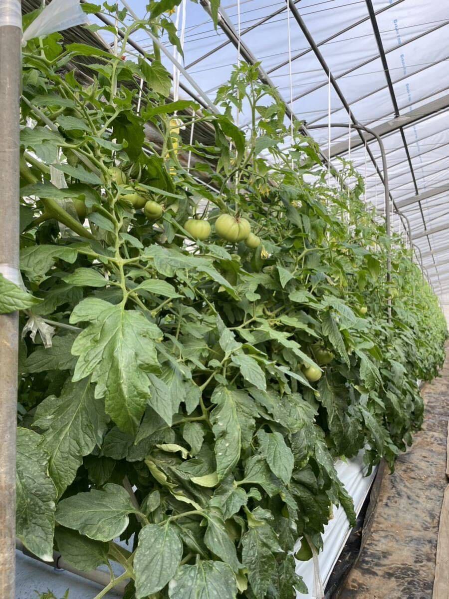 静岡県産 中玉 フルーツトマト　1.2kg 農家直送 産地直送 減農薬_画像3