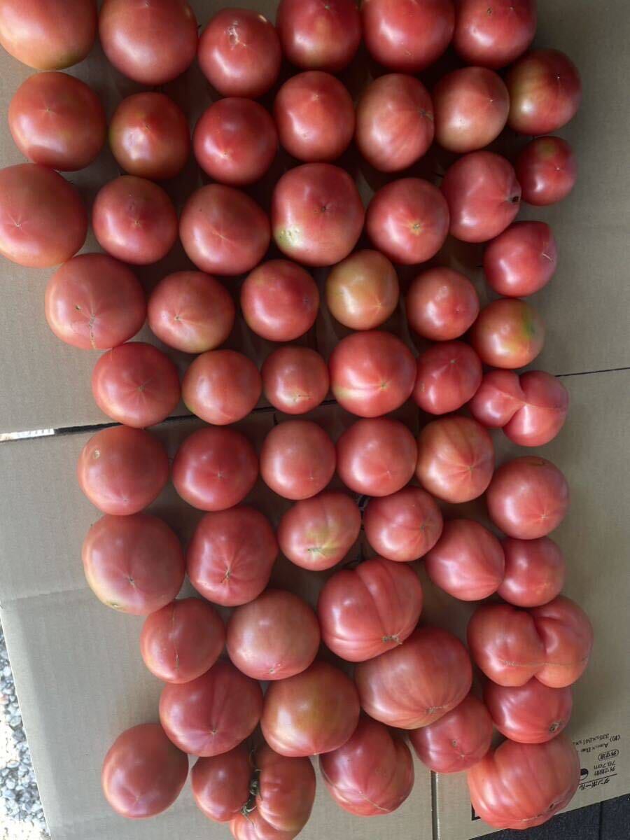 規格外　訳あり　トマト　8kg 数量限定　減農薬栽培　農家直送　静岡県産_画像2