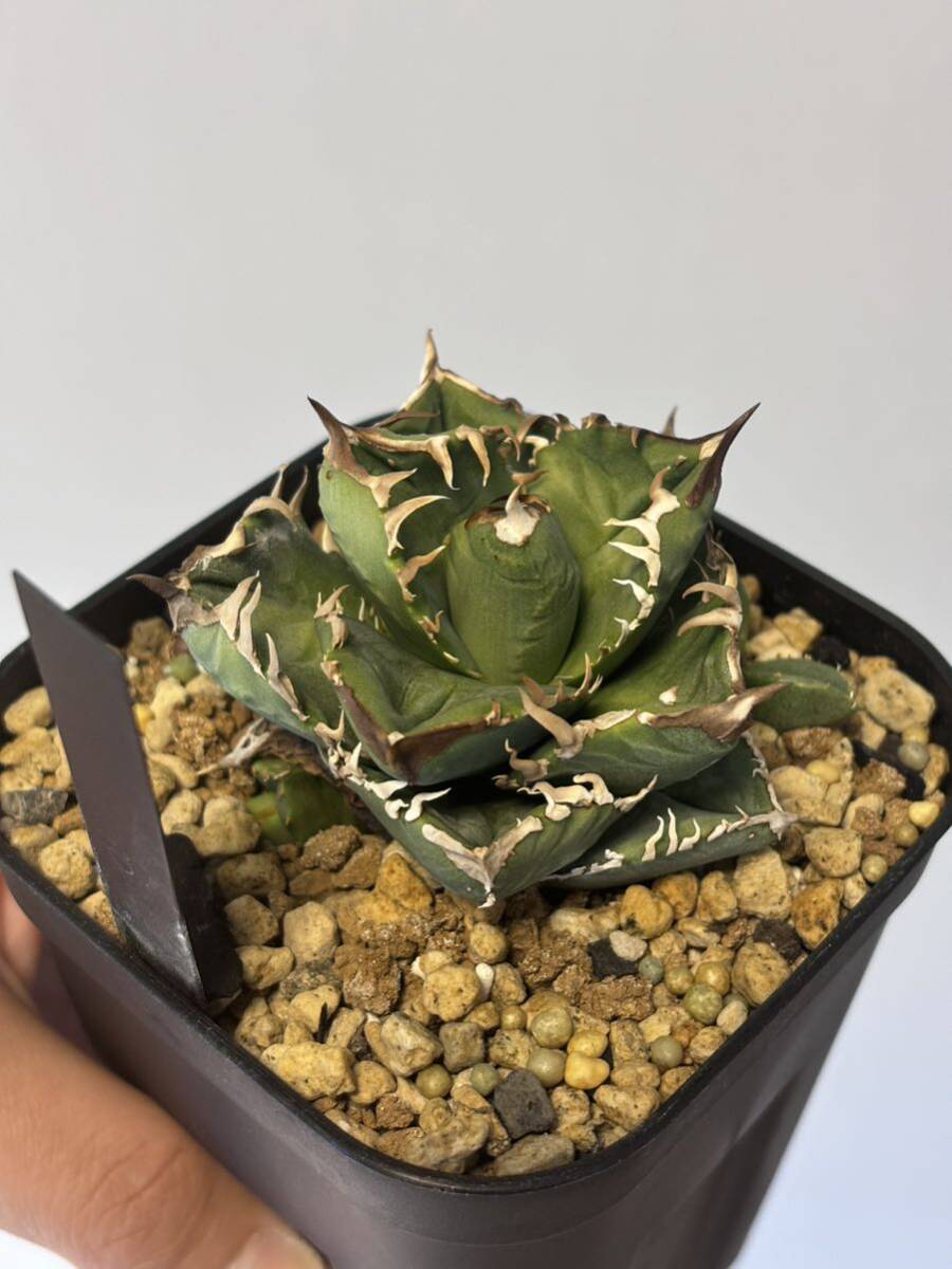 【皇冠 親株 子株2つ付】 アガベ チタノタ agave titanota oteroiの画像3