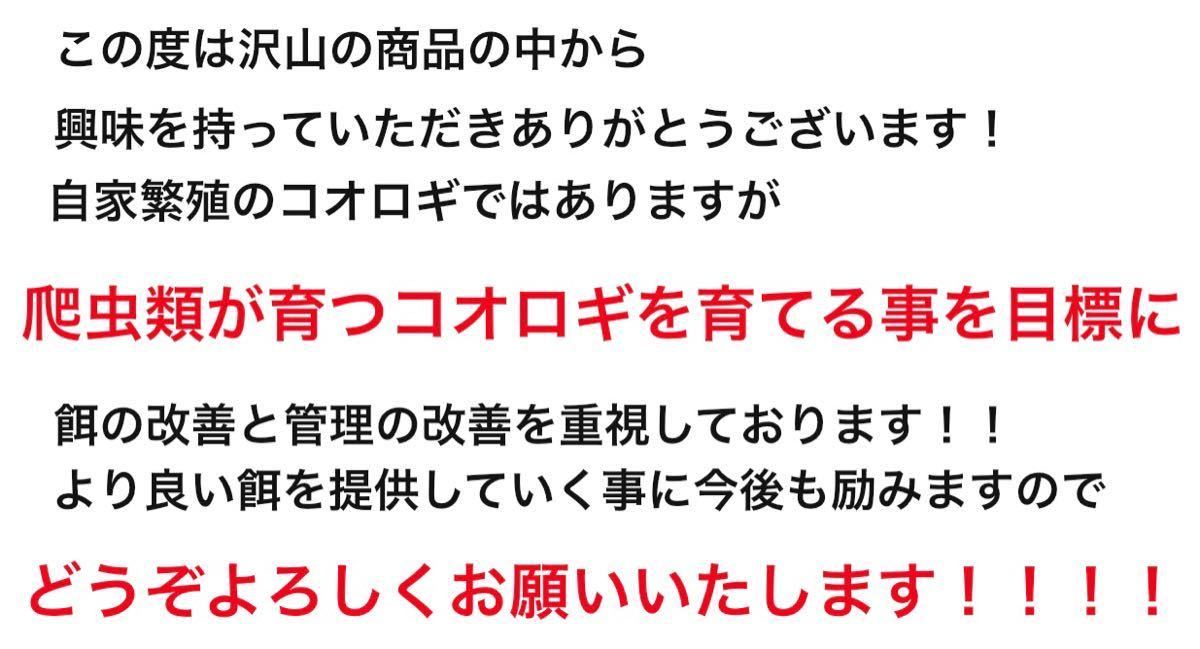 冷凍クロコ ML約1000匹500g冷凍コオロギの画像3