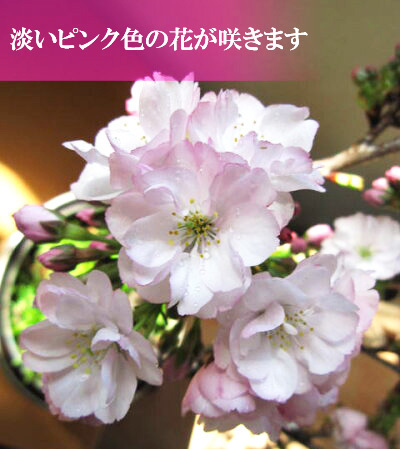 桜盆栽 桜 盆栽 サクラ 観葉植物の画像4
